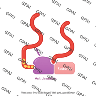 Heparin antithrombin factor xa