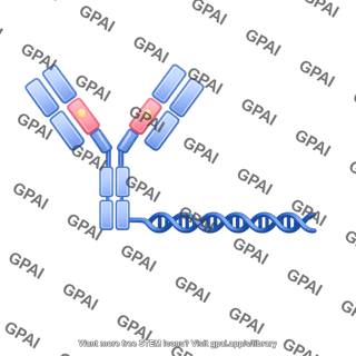 Antibody dna conjugate editable