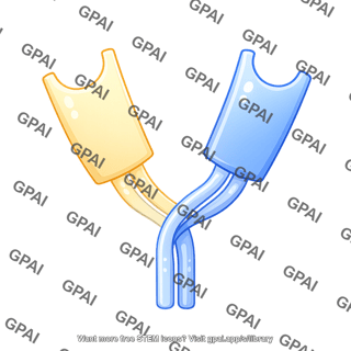 Antibody fragment linker curved