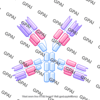 Antibody igm editable