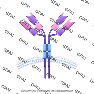 Antibody igg3 membrane bound
