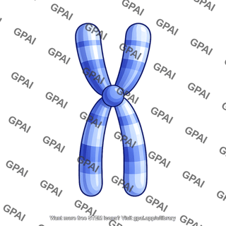 Human karyotype chromosome 18