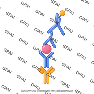 Sandwich elisa 4. biotin labeled antibody binds to detection antibody