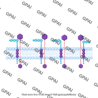 Lipid ii in membrane