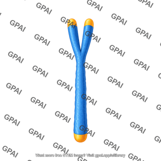 Chromosome single with telomeres 3
