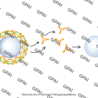 Vesicle clathrin coated uncoating