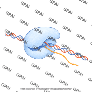 Rna polymerase ii transcribing 4
