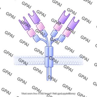 Antibody igy membrane bound editable