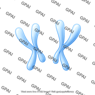 Chromosome simple anaphase bent