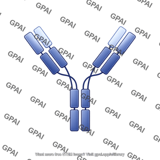 Antibody igg1 k ofatumumab editable