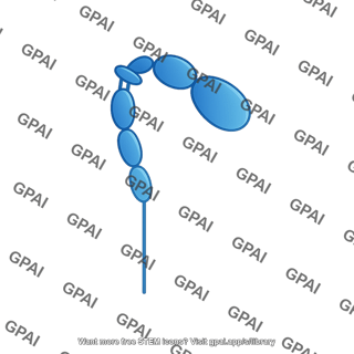 Integrin alpha monomer bent no i domain