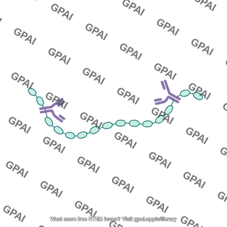 Factor h anti fh antibody