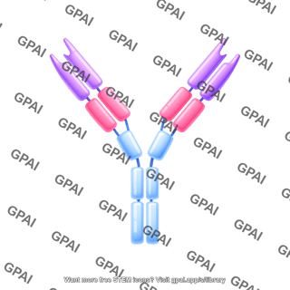 Antibody igy editable