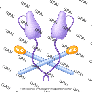 Tgf beta latent complex rgd arm