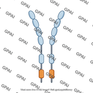 Vegfr1 dimer