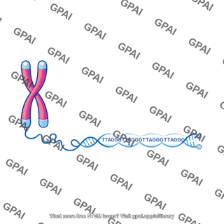 Telomere