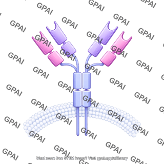 Antibody igd membrane bound
