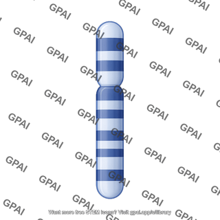 Mouse karyotype chromosome 20 y