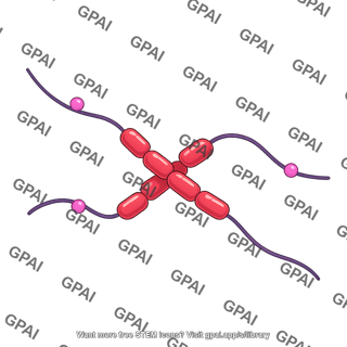 Tau protein monomer phosphorylated