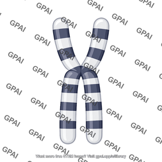 Mouse karyotype chromosome 2