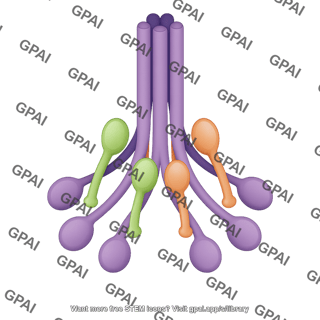 C1 complex with c1s and c1r