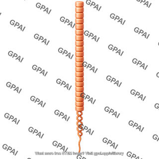 Cubilin