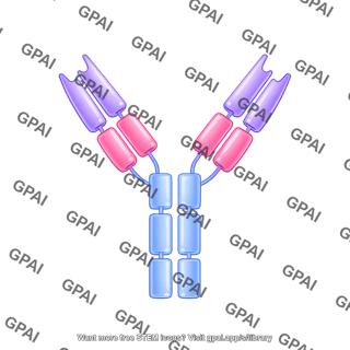 Antibody ige