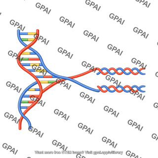 Dna replication 2d fork
