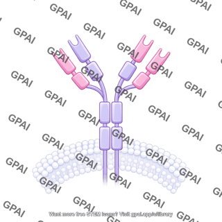 Antibody igy membrane bound