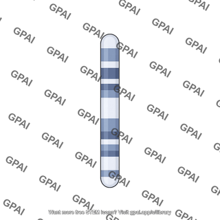 Mouse karyotype chromosome 13