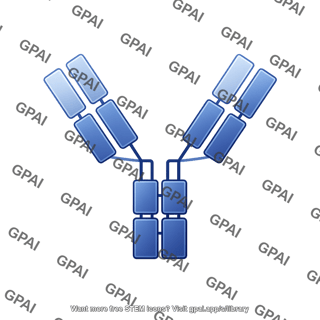 Antibody 4 fc domains