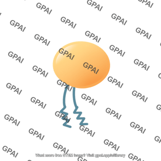 Rab27 schematic