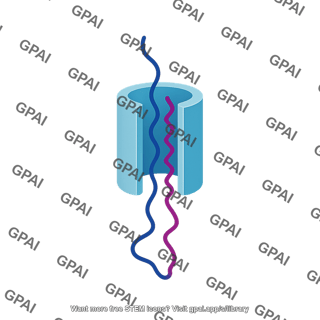 Translocation stage 2
