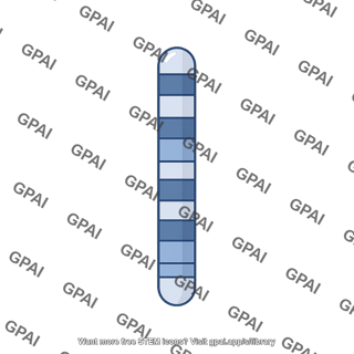 Mouse karyotype chromosome 8