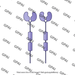 Gucy2c receptor dimer