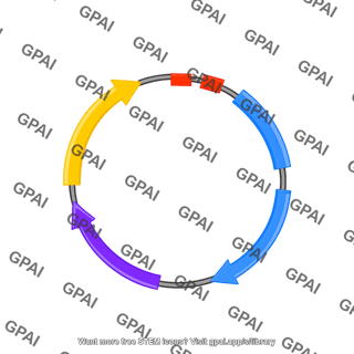 Plasmid 4 parallel 2