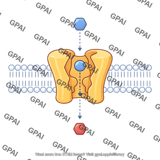 Sodium glucose cotransporter sglt outward facing conformation