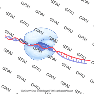 Rna polymerase ii transcribing 2
