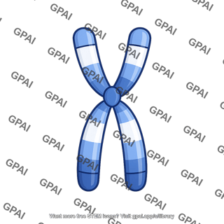 Human karyotype chromosome 16