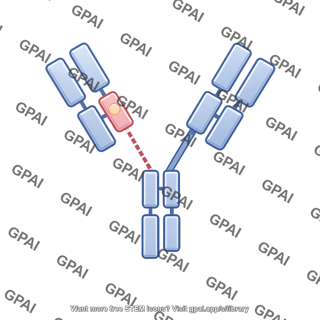 Antibody drug conjugate cytotoxic agent 345
