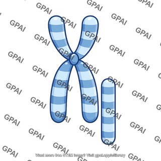 Human karyotype chromosome 13