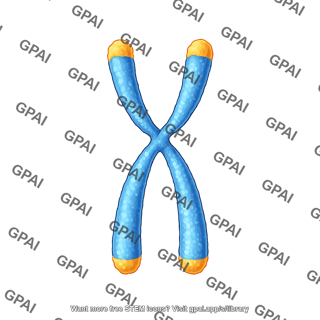 Chromosome single with telomeres 2
