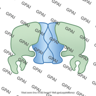 Atp sensitive potassium channel closed 431