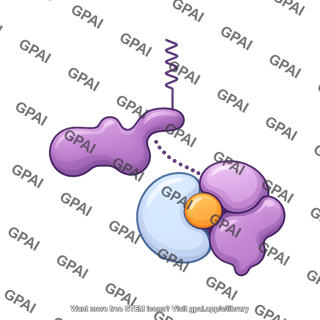 G protein heterotrimeric alpha transient gs state