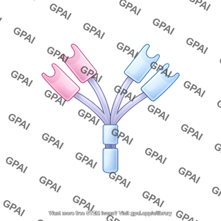 Antibody round style asymmetric bispecific