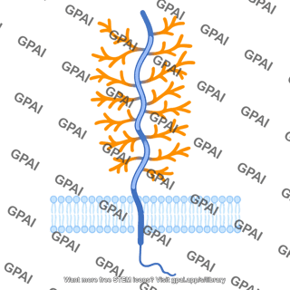 Mucin membrane bound