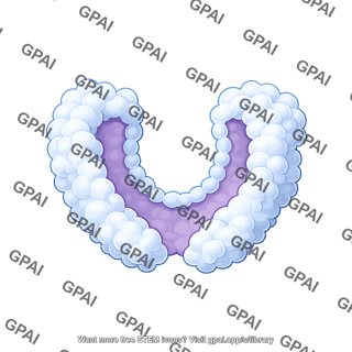 Generic protein stem loop groove
