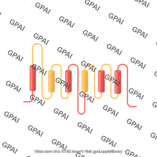 Glut4
