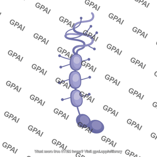 Cd22 editable