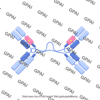 Antibody iga dimer